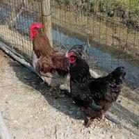 Santissimi e meravigliosi galli di 6 mesi