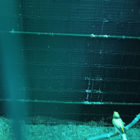 Canarino maschio pezzato mosaico