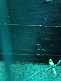 Canarino maschio pezzato mosaico