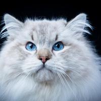Ragdoll accoppiamento linea polacca