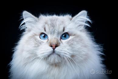 Ragdoll accoppiamento linea polacca