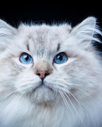 Ragdoll accoppiamento linea polacca