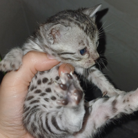 Cuccioli Gatto Bengala Gatti Silver Brown Spotted