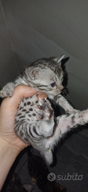 Cuccioli Gatto Bengala Gatti Silver Brown Spotted