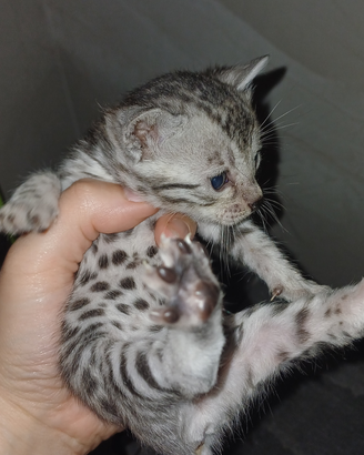 Cuccioli Gatto Bengala Gatti Silver Brown Spotted