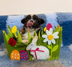 Chihuahua micro maschio pelo lungo