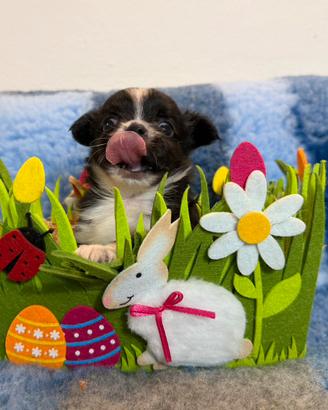 Chihuahua micro maschio pelo lungo