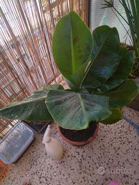 musa cavendish