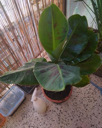 musa cavendish