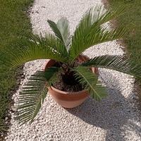 pianta cycas cicas revoluta 