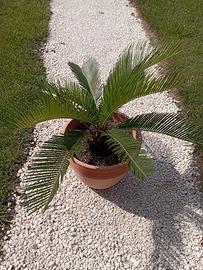 pianta cycas cicas revoluta 