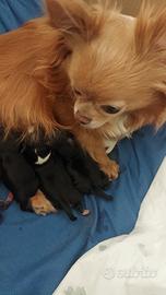 Chihuahua
