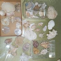 collezione conchiglie