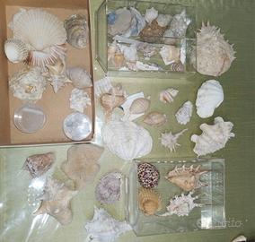collezione conchiglie