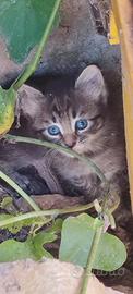 Cucciolata gattini