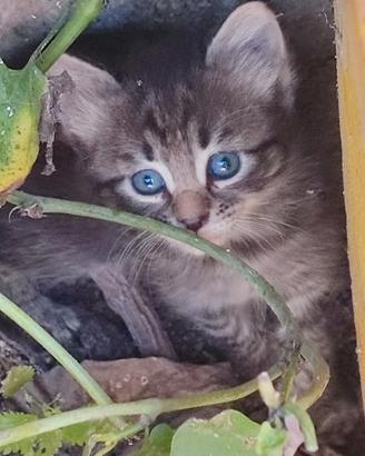 Cucciolata gattini