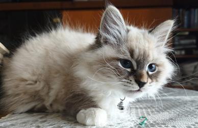 Cucciolo di razza siberina maschio