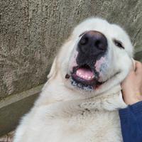 Pastore abruzzese disponibile per monta