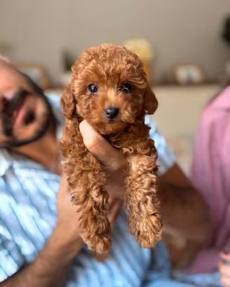 Barboncino Toy Rosso - Cucciolo di Alta Selezione
