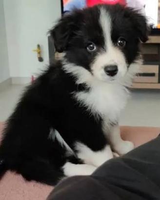 Border collie