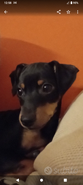 PINCHERINA pinscher rrrrina