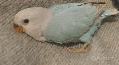 Dolcissimo inseparabile allevato a mano