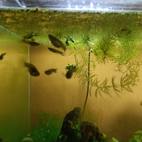 Endler black bar pesci acquario