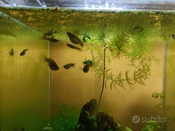 Endler black bar pesci acquario