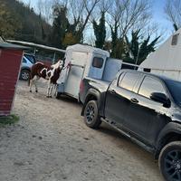 Trasporto Auto o Cavalli