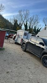 Trasporto Auto o Cavalli