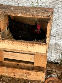 Galline marans