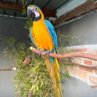 Ara ararauna femmina anno 2024