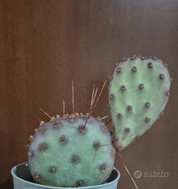 cactus pianta grassa 