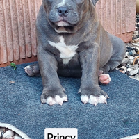 American Bully