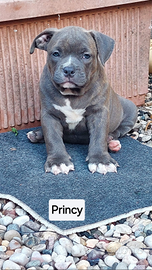 American Bully