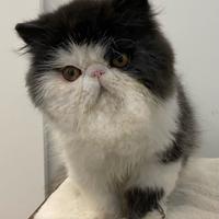 Exotic shorthair femmina