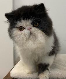 Exotic shorthair femmina