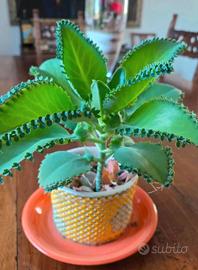 Pianta succulenta , Kalanchoe laetivirens