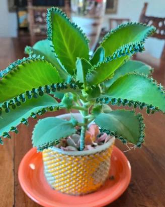 Pianta succulenta , Kalanchoe laetivirens
