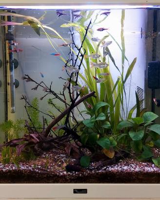 Acquario 100 litri con mobiletto originale