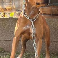 Fattrice pitbull ADBA