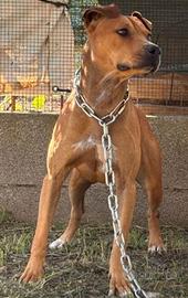 Fattrice pitbull ADBA