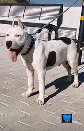 AmStaff