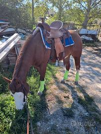 Puledra quarter horse