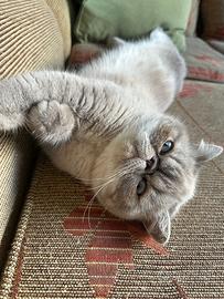 Exotic Shorthair femmina sterilizzata