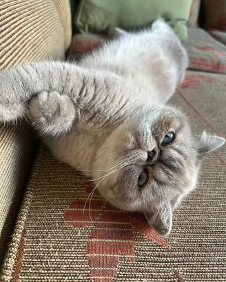 Exotic Shorthair femmina sterilizzata
