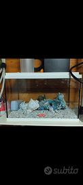 Acquario