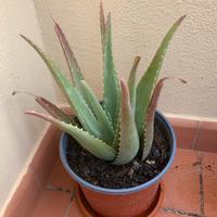 Aloe Vera