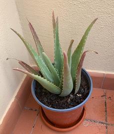 Aloe Vera