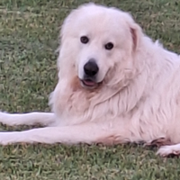 Pastore maremmano abruzzese per monta